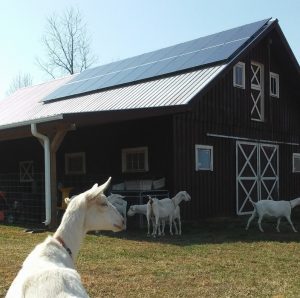 A Happy goat looking at rooftop solar, installed by Yes Solar Solutions